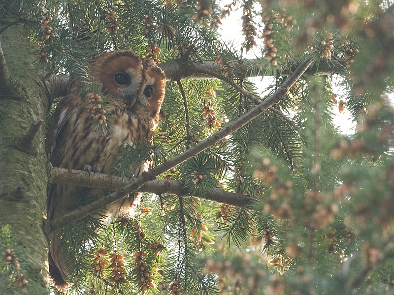 Strix aluco Tawny Owl Bosuil